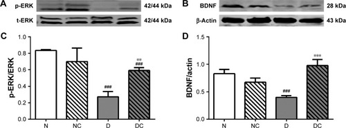 Figure 5 CRPHF increased the protein levels of p-ERK and BDNF in the brain of diabetic rats.