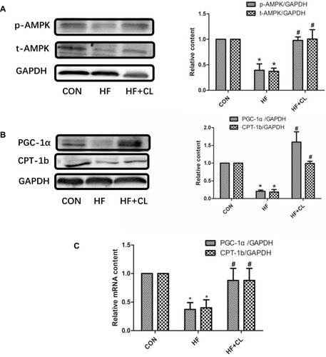 Figure 3 CL administration increases the expression of p-AMPK, PGC-1α, and CPT-1b in the soleus muscles of high-fat diet-fed rats. (A) CL increased the p-AMPK and AMPK protein expression levels in the soleus muscle of HF rats. Bars represent SD, n = 4. (B) CL increased PGC-1α and CPT-1b protein expression levels in the soleus muscle of HF rats, according to Western blot analysis. (C) CL increased PGC-1α and CPT-1b mRNA expression in the soleus muscle of HF rats, according to qPCR. The expression of each target protein/mRNA was normalized to that of GAPDH, then to that of the control samples. *p < 0.01 versus CON, #p < 0.05 versus HF. Data are mean and SD, n = 4–5.