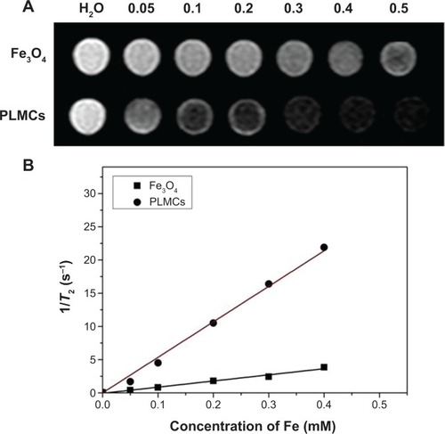 Figure 6 Magnetic resonance imaging properties of PLMCs and Fe3O4 NPs.Notes: (A) T2-weighted magnetic resonance imaging of PLMCs and Fe3O4 NPs; and (B) T2 relaxation rate (1/T2 s−1) as a function of iron concentration (mM).Abbreviations: PLMCs, paclitaxel-loaded magnetic cerasomes; NPs, nanoparticles.