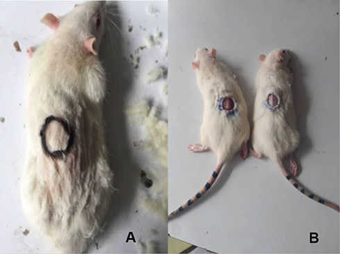 Figure 2 Excision wounding of animals. 3A- circularly marked area to be excised, 3B - excised wound area.