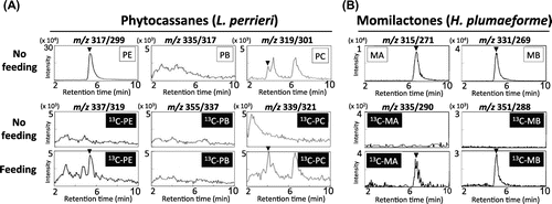 Fig. 6. LC-MS/MS analysis of incorporation of 13C-diterpene hydrocarbons into phytocassanes in L. perrieri and momilactones in H. plumaeforme.