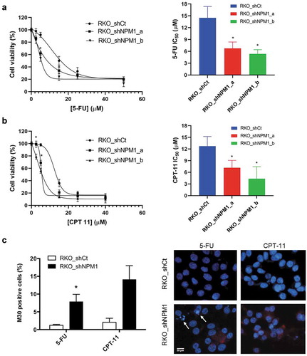 Figure 3. NPM1 silencing enhances chemosensitivity to 5-FU and CPT-11. NPM1 knockdown cells (RKO_shNPM1) showed higher sensitivity toward (a) 5-FU and (b) CPT-11, whereas control cells with a high endogenous level of NPM1 (RKO_shCt) were more resistant. Changes in cell viability, after 72 h of drug treatment, were analyzed by the MTS assay and normalized to the untreated controls. IC50 values were calculated from the dose response curve using non-linear regression. (c) NPM1 knockdown cells exhibited increased apoptosis in response to 5-FU and CPT-11. RKO_shCt and RKO_shNPM1 cells were treated with 10 μM 5-FU and 15 μm CPT-11, respectively, for 48 h. The percentages of apoptotic cells were determined based on M30 labeling, followed by immunofluorescence image analysis. Representative images of M30-positive staining (in red), with arrows indicating the presence of fragmented nuclei. Student’s t test. *, P ≤ 0.05; **, P ≤ 0.01 (n = 3 independent experiments)