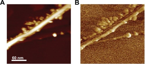 Figure 2 (A) Height and (B) phase atomic force microscopy images of G-chitosan coated boron nitride nanotubes.