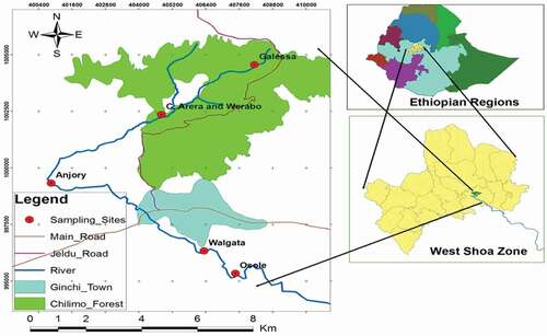 Figure 1. Map of the study area showing the sampling stations in Upper Awash River