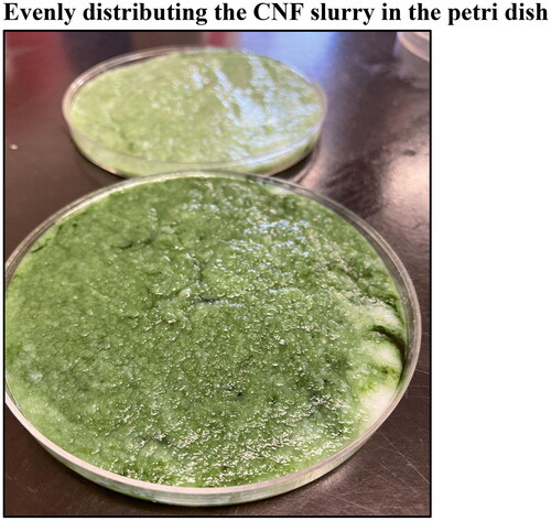 Figure 2. An image of a composite mixture of 3 wt% CNF slurry and blue green algae, spirulina, a cyanobacterium. This dish should be lightly tapped several times to make sure the mixture is as evenly distributed as possible, before drying. Note that the image depicts the mixture prior to even distribution.Evenly distributing the CNF slurry in the petri dish.