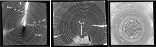 Figure 1. X-ray CT images (cross-section views) of (a) beam No. 1 showing a deep crack and a nail, (b) beam No. 2 showing rot and, (c) the reference beam.