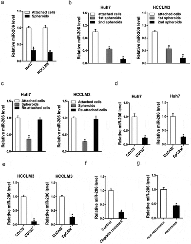 Figure 1. miR-206 expression was downregulated in liver CSCs