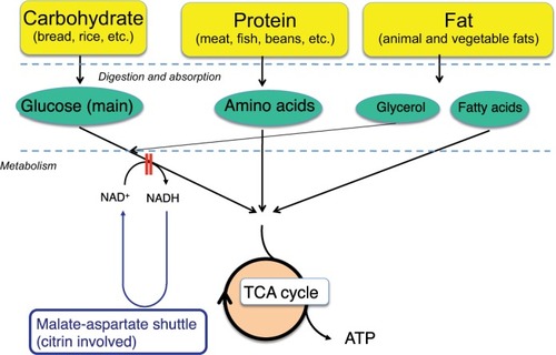 Figure 5 Energy conversion of food. Food preferenceAbbreviations: ATP, adenosine triphosphate; NADH, nicotinamide adenine dinucleotide hydrogen; NAD+, nicotinamide adenine dinucleotide-oxidized; TCA, tricarboxylic acid.