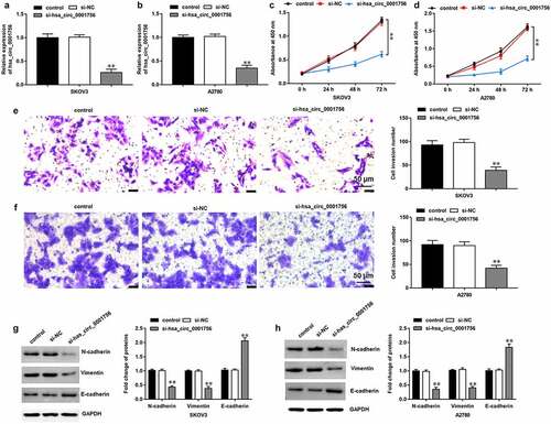 Figure 2. Hsa_circ_0001756 knockdown inhibits SKOV3 cell proliferation, invasion and EMT. si-hsa_circ_0001756 (50 nM) and its negative control (si-NC) (50 nM) were transfected into SKOV3 and A2780 cells, respectively. (a, b) The expression of hsa_circ_0001756 was measured by RT-qPCR after transfection for 48 h in SKOV3 and A2780 cells. (c, d) CCK-8 assay was used to detect proliferation in SKOV3 and A2780 cells. (e, f) Transwell assay was performed to detect invasion in SKOV3 and A2780 cells. (g, h) Western blotting was conducted to detect the expression of EMT-related proteins (E-cadherin, N-cadherin and Vimentin). Data were presented as mean ± SD. **P < 0.01.