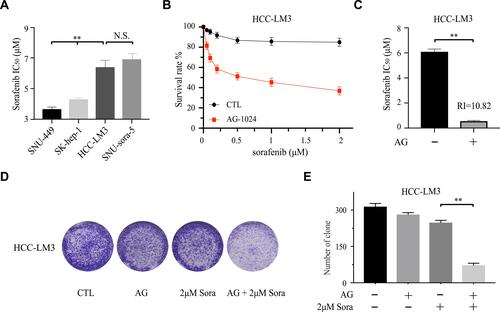 Figure 3 Sub-toxic AG-1024 and sorafenib exerts synergistic anti-cancer effects in intrinsic sorafenib-resistant HCC cells. (A) The IC50 values of sorafenib of different cells were calculated after being incubated with increasing doses of sorafenib alone for 72h. (B and C) HCC-LM3 was exposed to a series of concentrations of sorafenib with or without 5μM AG-1024 for 72h. The IC50 values of sorafenib were calculated and the RI of 5μM AG-1024 combined with 2μM sorafenib was also calculated compared with 2μM sorafenib. (D and E) Colony formation of HCC-LM3 with various treatments and the number of clones were counted. Data are shown as mean ± SD. Student’s t-test was used for two-group comparisons. **P <0.01.