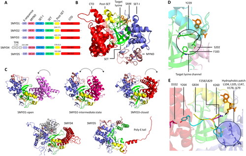 Figure 11. A| Alignment of the different domains in SMYD enzymes. B| Cartoon representation of SMYD2 complexed with the 10 amino acid long peptide ERα in a U-shape conformation (PDB 4O6F (Jiang et al. Citation2014)). Different domains are colored as in the alignment. C| Cartoon representation of SMYD enzymes 1-5. The color code is as in the domain alignment: SAM is colored orange, and shown as sticks. SMYD1 (PDB 3N71 (Sirinupong et al. Citation2010)) is shown in an open CTD (pink) conformation. SMYD2 (PDB 3RIB (Xu, Zhong, et al. Citation2011)) is shown in an intermediate CTD (magenta) position. SMYD3 (PDB 3PDN (Sirinupong et al. Citation2011)) in a closed CTD (red) conformation. Black arrows indicate the directions the CTD is expected to move based on the starting conformation displayed. SMYD4 (AlphaFold model based on UniProt Q8IYR2) with the characteristic TPR domain (white). SMYD5 (AlphaFold model based on UniProt Q6GMV2) in which part of the CTD is replaced by a poly E-tail (red). D| Results of crystal structures of with SMYD3. Binding of SAM (orange, sticks) into its binding pocket in SMYD3 causes residues F183, S202 and Y239 (green, sticks) to have increased solvent accessible area (PDB 3RU0 (Foreman et al. Citation2011)). F183, S202 and Y239 are part of the target lysine channel. E| SMYD3 shows an increased activity towards the MAP3K2 peptide (cyan) compared to the VEGFR1 peptide (dark green, PDB 5HQ8 (Van Aller et al. Citation2016) and 5EX3 (Fu et al. Citation2016), modified). The molecular mechanism for this focuses on the -2 position of the peptide (in relation to the K260 or K831 target sites in MAP3K2 or VEGFR1, respectively), where MAP3K2 carries F258 (cyan, sticks) which creates a hydrophobic patch (blue circle) with SMYD3 residues (blue, sticks). This effect is reduced for VEGFR1, which has a L258 (dark green, sticks) at this position. Moreover, MAP3K2 T263 and Y264 (cyan, sticks) interact with SMYD3 D332 (red, sticks) causing the peptide to bend into a hairpin conformation while VEGFR1 contains G834 that does not form a contact with SMYD3.