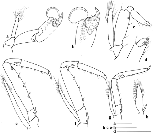 Figure 3. Discias nanhaiensis sp. nov., holotype. (a) left first pereiopod, lateral view; (b) chelae of left first pereiopod, lateral view; (c) left second pereiopod, lateral view; (d) chelae of left second pereiopod, lateral view; (e) left third pereiopod, lateral view; (f) right fourth pereiopod, lateral view; (g) left fifth pereiopod, lateral view; (h) endopod of left second pleopod, lateral view. Scale bars: 0.5 mm.