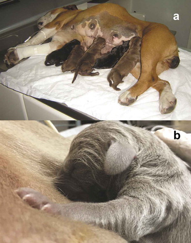 Figure 5. (a) The bitch acquires a lateral decubitus position to nurse the offspring; they look for the closest nipple and begin to suck hard. (Photo MVZ Esp. Juan Jose Santiago Garcia). (b) The puppy indistinctly selects a nipple and begins to suck and make massage movements that stimulate the mammary gland to release milk (Photo MVZ Esp. Juan José Santiago García).