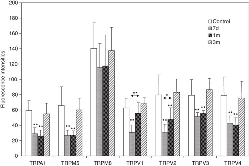 Figure 3. The fluorescence intensity to TRPV1 decreases significantly after 7 days but has normalized after 3 months. There is a significant difference in fluorescence intensity between 7 days and 1 month after. The intensity decreases significantly after 7 days and 1 month, with a significant difference between these two time points. The fluorescence intensities to TRPA1, TRPM5, TRPV3, and TRPV4 are significantly reduced after 1 month and 3 months, but have normalized after 3 months. The fluorescence intensity to TRPM8 is weaker but not significant after 7 days and 1 month. **p < 0.01, *p < 0.05.