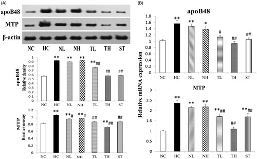 Figure 6. Effects of different extracts on intestinal protein (A) and mRNA (B) levels of apoB48 and MTP protein. Results are expressed as mean ± S.E. of three independent experiments. *p < 0.05, **p < 0.01 compared with NC; #p < 0.05, ##p < 0.01 compared with HC.