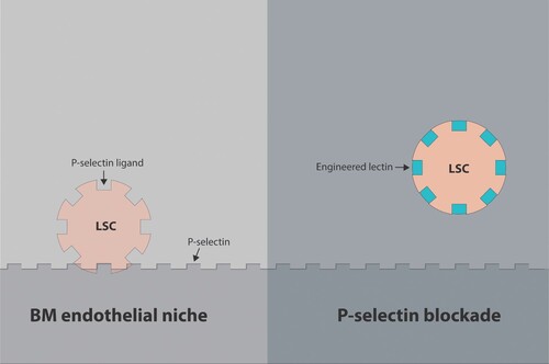 Figure 2. The effect of P-selectin antagonism. The upregulation of P-selectin on tumor associated vasculature (in contrast to E-selectin) may be less about induction of survival and regeneration of malignant cells but more as a factor directly contributing to metastatic cell homing. The simultaneous increased expression of P-selectin on endothelial cells induced by inflammatory cytokines in conjunction with increased expression of P-selectin ligands induced by aberrant glycosylation renders them hyperadhesive. By blocking P-selectin ligands, engineered lectins or glycomimetics can relocate AML leukemic stem cells (LSCs) to the peripheral blood followed by their elimination by chemotherapy. Thereferofer, P-selectin blockade can predictably prevent therapy resistance.