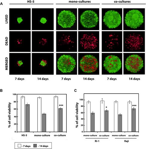 Figure 3 B-NHL spheroids viability after a different period of culture. (A) Live/dead assay for the viability of the hybrid lymphoma/MSCs spheroids. Live/dead staining was performed on the 7th and 14th days of incubation. Green fluorescence indicates calcein AP stain in the live cells, and red fluorescence indicates the ethidium homodimer stain in the dead cells. (B) Quantification from the live/dead assay using ImageJ software. An index of live cells (% of cell viability) was constructed from the ratio of live to total cell numbers. (C) Percentage cell viability (viable cell count/total cell count) measured at days 7 and 14 using the trypan blue dye exclusion technique. Data from five independent experiments were analyzed and presented as the mean ± SD. *P<0.05, ***P<0.001, compared to mono-cultured cells.