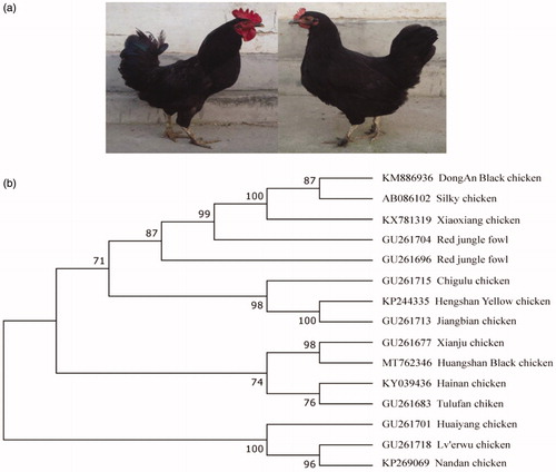 Figure 1. Characteristic of Huangshan Black chicken (HBC) and phylogenetic analysis based on the complete mitochondrial genome sequences of HBC. (a) Phenotypes of HBC. (b) The Phylogenetic tree. A maximum-likelihood (ML) tree was constructed from the complete HBC mitogenome and 14 chicken breed sequences. The 14 sequences were obtained from GenBank (accession numbers on the figure).