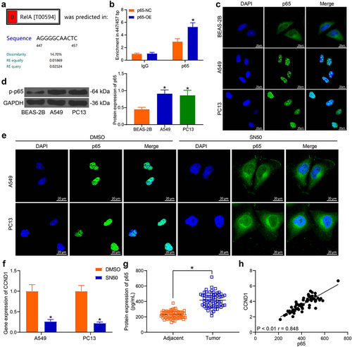 Figure 4. NF-κB upregulates CCND1 expression in lung cancer cells. (a) the binding sites of p65 to CCND1 was obtained from the bioinformatics analysis; (b) the binding of NF-κB to CCND1 validated using ChIP assay; (c) NF-κB nuclear translocation between cancer cells and normal cells detected by immunofluorescence; (d) Western blot detection of p-p65 protein levels in cells; (e) immunofluorescence detection of p65 protein after SN50 treatment; (f) CCND1 expression after SN50 treatment detected by RT-qPCR; (g) detection of p65 protein in cancer tissues and adjacent tissues from lung cancer patients by ELISA; H, Person’s correlation analysis of NF-κB and CCND1 expression in cancer tissues. Error bars represent standard deviations of the means of three biological replicates. Values represent means ± SD. *p < 0.05. Results were analyzed by paired t test (panel G), one-way (panel D) or two-way (panel B and F) ANOVA, followed by Tukey’s post hoc tests.