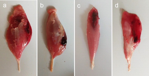 Figure 5. Haemorrhagic muscles in crura of Pekin ducks. (a) Musculus gastrocnemius medialis (medial surface) and (b) musculus gastrocnemius lateralis (medial surface). (c) Musculus tibialis cranialis, and (d) musculus peroneus longus.