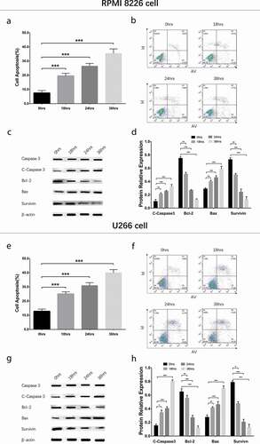 Figure 3. Cell apoptosis in MM cells treated by GANT61 with different treatment times. Cell apoptosis rate after treated by 10 μmol/L GANT61 with different treatment times (0, 18, 24, 36 h) in RPMI-8226 cells (a, b). Expressions of C-Caspase 3, Bcl-2, Bax and Survivin after treated by 10 μmol/L GANT61 with different treatment times (0, 18, 24, 36 h) in RPMI-8226 cells (c, d). Cell apoptosis rate after treated by 10 μmol/L GANT61 with different treatment times (0, 18, 24, 36 h) in U266 cells (e, f). Expressions of C-Caspase 3, Bcl-2, Bax and Survivin after treated by 10 μmol/L GANT61 with different treatment times (0, 18, 24, 36 h) in U266 cells (g, h). Comparison between two groups was determined by t-test. P value < 0.05 was considered significant. *P < 0.05; ***P < 0.001. MM, multiple myeloma; C-Caspase 3, Cleaved Caspase 3; Bcl-2, B-cell lymphoma-2.