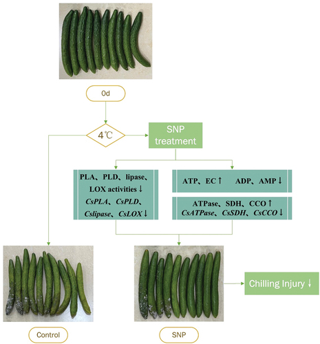 Figure 7. A proposed model shows that membrane lipid and energy metabolism influence chilling injury during cold storage of cucumber fruit.