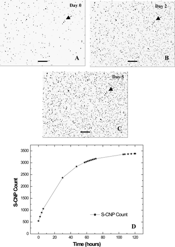 Figure 5 Time-lapse imaging and plot of S-CNP from Day 0 to Day 5 using Nikon’s BioStation IM. Only a few intermediate images of S-CNP on Days 0, 2, and 5 at 40X magnification are shown. The black arrows point to some S-CNP on the same spot throughout the experiment. Bars: (A), (B), and (C) = 15 μm.Abbreviation: S-CNP, serum calcifying nanoparticles.