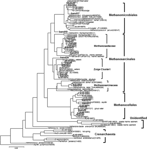 Figure 4. Phylogenetic relationships of the methanogenic archaeal 16S rRNA gene sequences retrieved from denaturing gradient gel electrophoresis (DGGE) bands amplified with 1106F-GC and 1378R from the paddy field soils. The sequences from the paddy field soils in the Field Science Center of Touhoku University are shown in numbers. The sequences from the Chikugo and Anjo paddy fields are shown in bold letters. Aquifex pyrophilus was used as an outgroup. The scale bar represents a 5% sequence difference. The accession numbers of the references are indicated in parentheses.