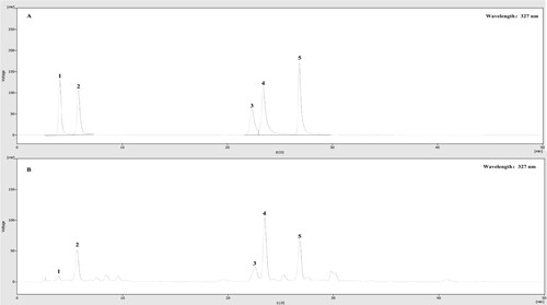 Figure 1. HPLC chromatograms of samples. (A) The chromatogram of mixed reference standard of caffeoylquinic acids. (B) The chromatogram of GPFE samples. (1: neochlorogenic acid, 2: chlorogenic acid, 3: isochlorogenic acid B, 4: isochlorogenic acid A, 5: isochlorogenic acid C).