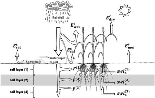 Figure 11. Water budget processes of cropland in the RS-WBPM2 model, where F(1) denotes the water infiltrated from the soil surface to soil layer (1), F(2) and F(3) denote the water percolated from the upper layer to soil layers (2) and (3), respectively, and swla (1), swla (2), and swla (3) denote the water loss of soil layers (1), (2), and (3), respectively, by transpiration (Edry c) (Bai et al., Citation2018).