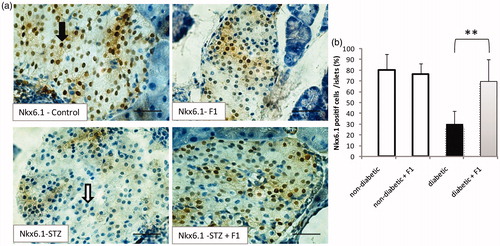 Figure 5. Effect of daily injections of F1 fraction on the percentage of Nkx6.1 – positive cells of diabetic mice. (a): Pancreas sections from diabetic and normal mice, injected daily for 11 days with F1 fraction, were stained with antibody against Nkx6.1. Black arrow for Nkx6.1 positive cells and white arrow for Nkx6.1 negative cells (brown, left inset). Nkx6.1 is concentrated in the nuclei of the islet cells. (b) The percentages of Nkx6.1-positive cells were quantified in total islet cells. Photos were taken at ×400 magnification. The mean ± SEM derived from five mice is shown; *p < 0.05.