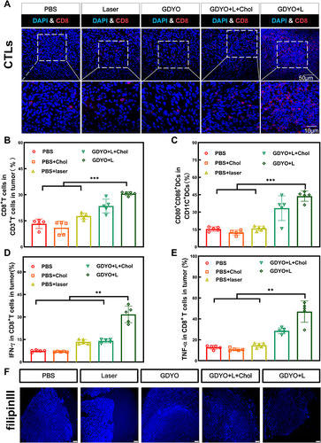 Figure 7 Assessment of intratumoral immune responses in vivo. (A) Representative immunofluorescent infiltration images of CD8+ T cells in tumor sections of diverse groups. (B) Tumor mass normalized intratumoral infiltration of CD8+ T cells. (C) DC maturation ratio in the LNs. (D) and (E) Expression analysis of IFN-γ+ CD8+ T cells and TNF-α+ CD8+ T cells in tumor tissues following different treatments. (F) Tumor tissues after different treatments were stained with Filipin III (shown in blue color). Scale bar =100 μm. **P <0.01, ***P <0.001.