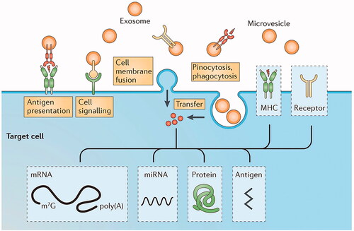 Figure 4. Schematic diagram of exosomes entering targeted cells. Exosomes can enter cells through a variety of signaling pathways, and their contents include mRNA, proteins, and antigens. This figure has been adapted/reproduced from ref 135 with permission from John Wiley and Sons.