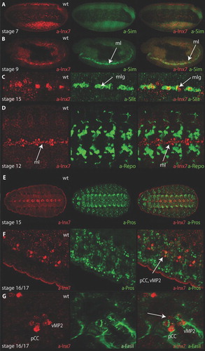 Figure 2 Innexin7 is dynamically expressed in the Drosophila central nervous system (CNS) during embryonic nervous system development. Innexin7 expression in a stage 7 (A) and a stage 9 (B) embryo. Innexin7 (red) is localized to the developing neuroectoderm and enriched within the embryonic midline (ml) (B). (C–G) During progression of the embryonic development, two different expression domains of Innexin7 can be detected: the midline (C) and neuronal cells next to the midline (E, F, G). During embryogenesis, Innexin7-expressing cells in the embryonic midline are restricted to only two types of midline glia (mlg), here indicated by colocalization with the marker slit (C, green), which is made by midline glia cells. Innexin7 is not coexpressed with the homeodomain protein repo (green), which is expressed in all CNS glia except the midline glia (D). (E, F, G) Double staining of Innexin7 with neuronal markers prospero (pros, green) and FasciclinII (FasII, green). The Innexin7-expressing cells next to the midline colocalize with the nuclear marker prospero (F) and are ensheathed by FasII-positive fascicles (G), which led to their identification as vMP2 and pCC cells. Additionally, three other Innexin7-positive neuronal cells could be detected (G, arrow), which are not yet identified.