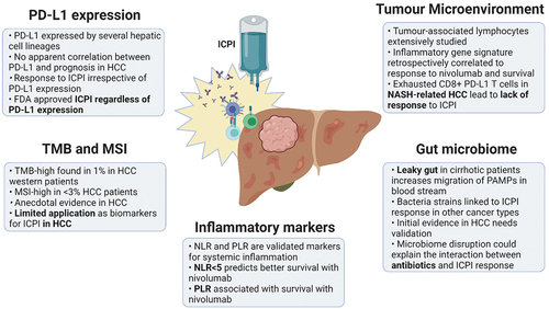 Figure 1. Biomarkers of response to immune checkpoint inhibitors in hepatocellular carcinoma.