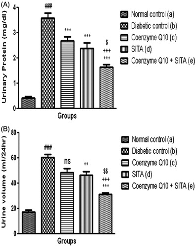 Figure 1. Effect of coenzyme Q10, sitagliptin or combination of both on (A) urinary protein and (B) urine volume. Values are expressed as mean ± SEM; n = 6; a vs. b, ###p < .001; b vs. c, b vs. d and b vs. e, **p < .01, ***p < .001; c vs. e, +++p < .001; d vs. e, $p < .05, $$p < .01.