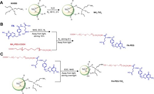 Scheme 1 Synthesis of the FA-PEG-TiO2 nanocarrier.Notes: (A) Synthesis of NH2-TiO2; (B) synthesis of FA-PEG; (C) synthesis of FA-PEG -TiO2.Abbreviations: EDC, N-(3-dimethylaminopropyl)-N-ethylcarbodiimide; NHS, N-hydroxysuccinimide; DCC, dicyclohexylcarbodiimide; FA, folic acid; PEG, polyethylene glycol; h, hours.