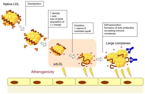 Figure 1 Atherogenic modifications of LDL.