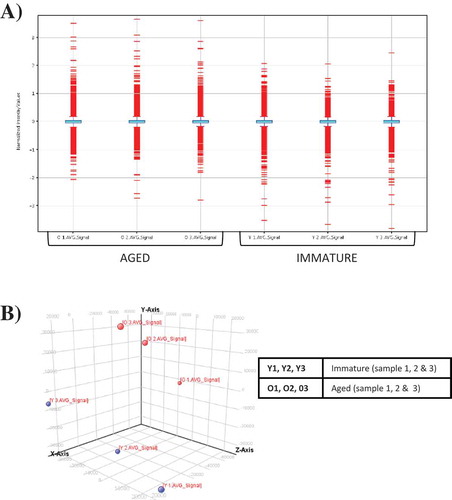 Figure 1. Microarray data normalization and quality assessment. (A) Box and whisker plot (Box plot). We performed the comparison of gene expression with a total of six samples from immature (n=3) and aged (n=3) rat primordial follicles by using Illumina’s MouseWG-6 V2.0 array (45,281 genes) according to the manufacturer’s instructions. Quantile normalization method was used to eliminate the variation in the arrays from noisy data. Box plot was constructed to illustrate the distribution of normalized probe hybridization signal intensities (log ratios) for all six arrays (immature and aged rat primordial follicle). The probe distribution by 0-100% quantiles as whiskers, the 25-75% quantiles as boxes and the 50% quantile as horizontal line within the box indicated a similar range of signal intensities and confirmed perfect hybridization. (B) Principal component analysis (PCA) plot. Each data point represents one array and each array is colored differently in the online version (Blue: immature; Red: aged). The PCA analysis of all expressed genes showed clear separation of samples between immature and aged rat primordial follicles and exhibited a high degree of reproducibility among the replicate samples within each group.
