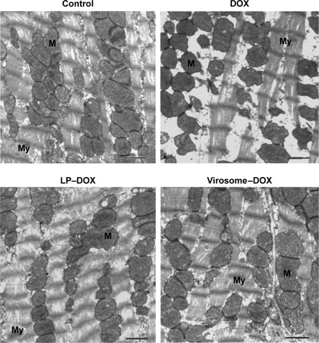 Figure 8 Evaluation of cardiotoxicity.Notes: Mice were intravenously injected with DOX, LP–DOX complexes, and virosomes containing DOX (as DOX 5 mg/kg) two times per week for 3 weeks. Myocardial samples were isolated from the left ventricle. Mitochondria (M) and myofibril (My) structures were shown in myocardium electron micrographs. Scale bars represent 1 μm.Abbreviations: DOX, doxorubicin; LP, liposome.