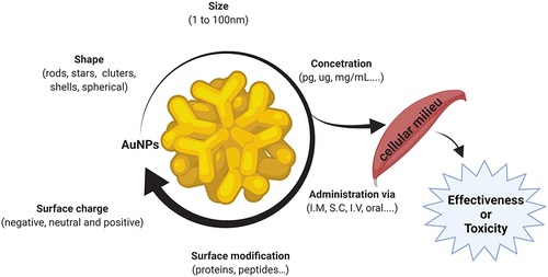 Figure 1 Critical factors for gold nanoparticles in muscle cells. The structural and physicochemical characteristics of gold nanoparticles, including the size, shape, charge, and surface modifications, as well as the concentration and administration route are determinants of the therapeutic effectiveness or toxicity to muscle cells.