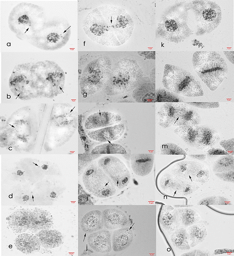 Figure 4. Meiosis II cells of Saccharum officinarum L. (OIO, 1000×). (a–e) var. VMC 74-292: (a) prophase II with laggards; (b) metaphase II with laggards; (c) anaphase II with laggards; (d) telophase II with laggards; (e) normal tetrad cells. (f–j) var. CP 72-1312: (f) prophase II with laggards and chromosomes caught at the cell; (g) metaphase II with laggards; (h) anaphase II with laggards; (i) telophase II with laggards; (j) tetrads with laggards. (k–o) var. PSR 97-45: (k) normal prophase II; (l) normal metaphase II; (m) anaphase II with laggards; (n) telophase II with laggards; (o) normal tetrad cells.