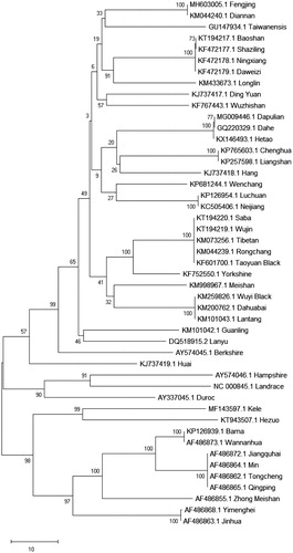 Figure 1. Phylogenetic tree generated using the Neighbour-Joining method based on the complete mitochondrial genome of 47 pig breeds.