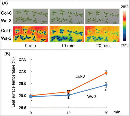 Figure 2. Changes in leaf surface temperature under drought condition in detached seedlings. (A) Upper panels: visible light images of Col-0 and Ws-2 at 10-min intervals after detachment. Lower panels: false-color thermal images of the leaf surface of the same seedlings. Color coding is explained on the right side. (B) Average leaf surface temperature of Col-0 and Ws-2. Data represent means ± SD. Asterisk indicates a significant difference from Col-0 (P < 0.01).