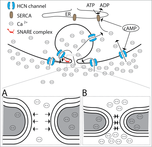 Figure 1. A model demonstrating how HCN channels affect fusion of secretory vesicles. HCN channel activation in the plasma membrane and/or in the membrane of fused vesicles increases the intracellular concentration of cations (due to their established role in the process of exocytosis, only calcium ions are drawn) in the close proximity of the fusion pore. cAMP directly facilitates the opening of HCN channels, however, cAMP can also activate sarco/endoplasmic reticulum Ca2+-ATPase (SERCA) through protein kinase A – dependent mechanism, by reducing the association between SERCA and its inhibitor phospholamban in some cell types.Citation47 As a consequence, HCN channels may promote a local decrease in extracellular cation concentration. Increased intracellular cation levels affect fusion pore properties either through SNARE complex or by electrostatic interactions as proposed by Kabaso et al.Citation18 Low extracellular divalent cation concentration promotes the formation of wide fusion pores (A) and high extracellular divalent cation concentration supports the formation of narrow fusion pores (B). Gray areas denote the intracellular domain adjacent to a fusion pore.