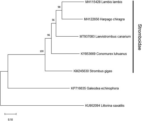 Figure 1. Maximum-likelihood phylogenetic tree constructed by 13 PCGs in the mitochondrial genome of Laevistrombus canarium and the other four Stromboidae species. Galeodae echinophora and Littorina saxatilis are used as the outgroup. Numbers beside each node represent percentages of 1000 bootstrap values.