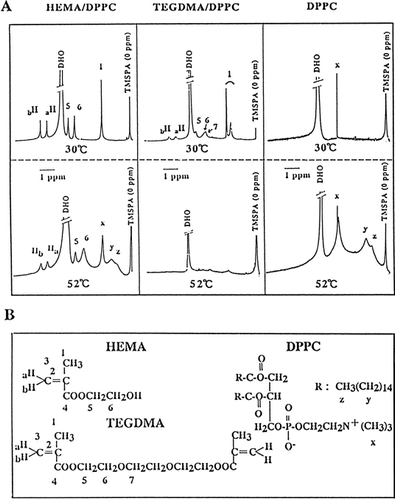 Figure 5. 1H-NMR spectra of HEMA/DPPC (1:1 molar ratio), TEGDMA/DPPC (1:1, molar ratio), and DPPC liposomes in deuterium oxide (D2O), as a function of temperature at 30°C and 52°C (A) and the chemical structure of triethylene glycol dimethacrylate (TEGDMA), 2-hydroxyethyl methacrylate (HEMA), and L-α-dipalmitoyl phosphatidylcholine (DPPC), and their numbering system (B). HEMA/DPPC: The indicated concentration of HEMA was added to DPPC liposomes; TEGDMA/DPPC: TEGDMA/DPPC liposomes were prepared in a similar manner to that of DPPC/CS liposomes in Materials and Methods; DPPC: DPPC liposomes were prepared as described in Materials and Methods. After preparation, the specimens were allowed to equilibrate for 6 h at 5°C before they were measured. X, y, and z is are the terminal methyl, acyl chains and choline methyl group of DPPC, respectively(B). TMSPA was used as an external reference in deuterium oxide and the chemical shifts are ppm downfield from TMSPA. DHO, deuterium oxide contained very small quantities of H2O.