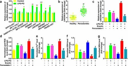 Figure 1. LINC00616 was highly expressed in LPS-PG-treated PDLSCs with ferroptosis. (a) Expression of 10 lncRNAs in PDLSCs before and after LPS-PG treatment measured with qRT-PCR. (b) qRT-PCR analyses of LINC00616 expression in patients with periodontitis. (c) qRT-PCR analyses of LINC00616 expression in PDLSCs. (d-g) Levels of ROS, Fe2+, GSH, and MDA in PDLSCs.