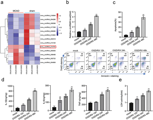 Figure 1. CircRIMS is significantly upregulated in MACO mice model and OGD/RX-stimulated cerebral ischemia model in vitro.