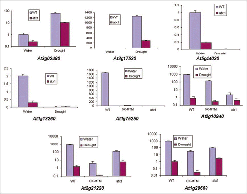 Figure 1 Real-time quantitative RT-PCR analysis of drought-responding genes. Samples were randomly selected to represent genes with altered transcript levels in the different experimental samples and in the wild type controls. Y-axis shows the relative transcript levels levels compared with Ubiquitin. The At3g02480 gene encodes an ABA-responsive protein and the At3g17520 gene encodes a LEA protein; At5g44020 encodes a class B acid phosphatase; At1g13260 and At2g21220 encode proteins implicated in the brasinosteroid and auxin responses, respectively; At1g75250 is a transcription factor from the Myb-family, while At2g10940 and At1g29660 encode lipid transfer and lipid hydrolyze activities, respectively.